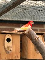 2 rubino rosella’s poppen, Dieren en Toebehoren, Meerdere dieren, Parkiet