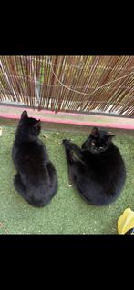2 lieve broertjes zoeken samen een huisje, Kater