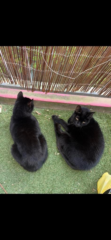 2 lieve broertjes zoeken samen een huisje, Dieren en Toebehoren, Katten en Kittens | Overige Katten, Kater