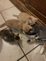 Kittens kater en poesjes, Dieren en Toebehoren, Katten en Kittens | Raskatten | Korthaar, Meerdere dieren, Ontwormd, 0 tot 2 jaar