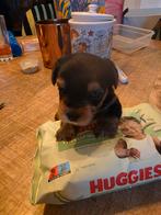 Mooi yorkshire terrier meisje, Dieren en Toebehoren, Honden | Jack Russells en Terriërs, Yorkshire Terriër, 8 tot 15 weken, Teef
