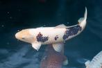 Koi Budo Goromo, Karper of Koi
