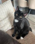 Tuxedo kat, Dieren en Toebehoren, Kater, Ontwormd