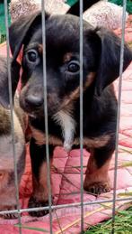 Superlief klein black&tan teefje Jack Russel pup, CDV (hondenziekte), Particulier, 8 tot 15 weken, Meerdere dieren