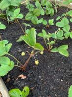 70 Prachtige doordragende Aardbeienplantjes, Tuin en Terras, Planten | Tuinplanten, Ophalen, Volle zon, Vaste plant, Zomer