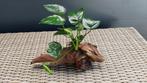 Stuk Mopani aquariumhout met anubias Barteri (A), Ophalen, Nieuw, Plant(en), Steen of Hout