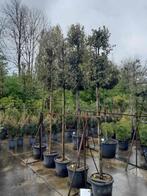 Steeneik, Tuin en Terras, Planten | Bomen, In pot, Overige soorten, 250 tot 400 cm, Ophalen