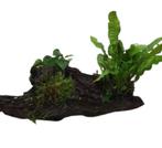 Unieke stukken aquariumplanten op hout!, Nieuw, Plant(en), Steen of Hout, Ophalen of Verzenden