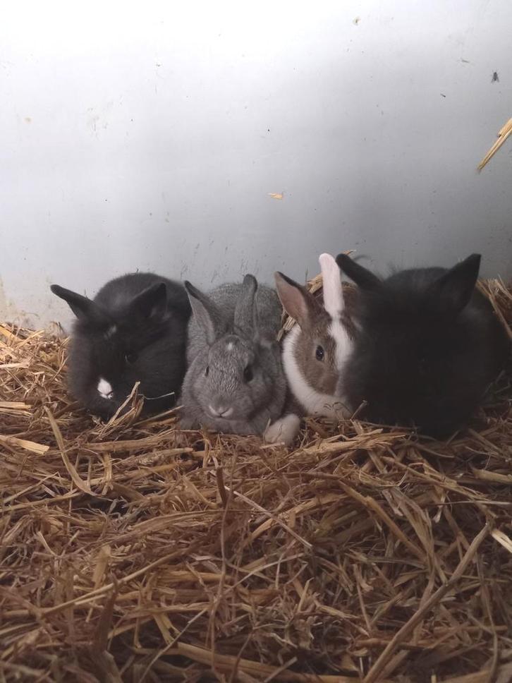 Jonge dwergkonijntjes te koop, Dieren en Toebehoren, Konijnen, Dwerg, Mannelijk