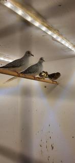 Mooi jong koppel diamantduifjes van dit jaar, Meerdere dieren