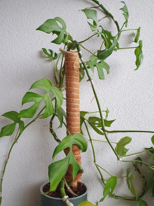 Raphidophora Tetrasperma (Monstera Minima), Huis en Inrichting, Kamerplanten, Overige soorten, Minder dan 100 cm, Groene kamerplant