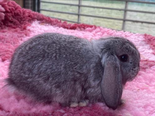 Raszuiver Dwerghangoor konijntjes Chinchilla kleur Raszuiver, Dieren en Toebehoren, Konijnen, Dwerg, Meerdere dieren, 0 tot 2 jaar