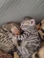 Mooi Bengal kittens, Dieren en Toebehoren, 0 tot 2 jaar