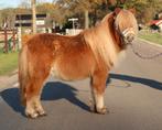 Te koop 7 super knappe shetlander en een New forest ruin, Ruin, A pony (tot 1.17m), Recreatiepony, Gechipt