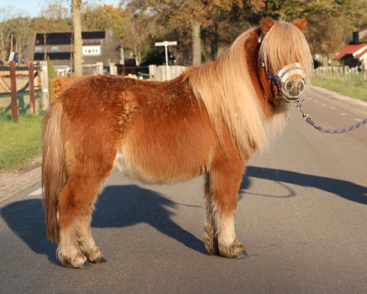 Te koop 7 super knappe shetlander en een welsh ruin, Dieren en Toebehoren, Pony's, Ruin, A pony (tot 1.17m), Recreatiepony, 0 tot 2 jaar