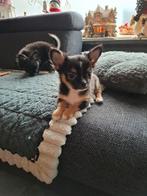 3 chihauhau pup.s, Dieren en Toebehoren, Honden | Chihuahua's en Gezelschapshonden, Rabiës (hondsdolheid), 8 tot 15 weken, Meerdere