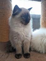 Raszuivere ragdoll kitten😻nu 2 x ingeënt  geb 4-8, Dieren en Toebehoren, Katten en Kittens | Raskatten | Langhaar, Poes, Ingeënt