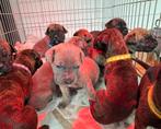Cane Corso 7 september puppy pups boerboel grijs bruin, Dieren en Toebehoren, Rabiës (hondsdolheid), Overige rassen, 8 tot 15 weken