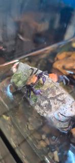 Vampierkrab mannelijk 3 stuks laatste, Dieren en Toebehoren, Vissen | Aquariumvissen, Vis