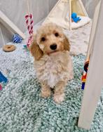 Prachtige boomer x dwerg poedel pups, Dieren en Toebehoren, Honden | Chihuahua's en Gezelschapshonden, Parvo, Nederland, 8 tot 15 weken