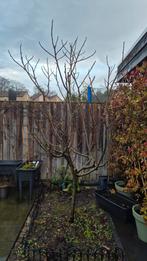 Vijgenboom 2.5m hoog 2m breed, Tuin en Terras, Planten | Fruitbomen, Ophalen, 100 tot 250 cm, Vijgenboom, Lente