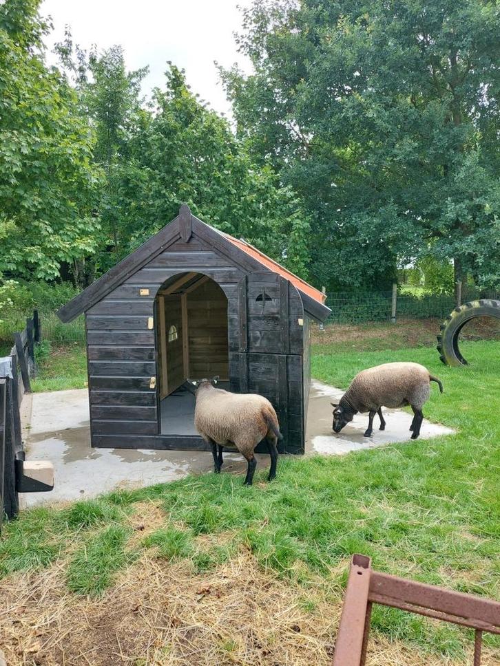 kippenhok geitenhok hondenhok, Dieren en Toebehoren, Pluimvee | Toebehoren, Nieuw, Kippenhok of Kippenren, Ophalen