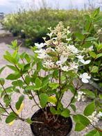 Grote partij onbespoten (pluim)hortensia’s te koop, Tuin en Terras, Planten | Tuinplanten, Halfschaduw, Zomer, Vaste plant, Ophalen of Verzenden