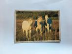 kaart paard veulen dier, Ophalen, 1980 tot heden, Ongelopen, Paard