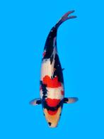 Nieuwe collectie japanse koi SHOWA, Dieren en Toebehoren, Karper of Koi