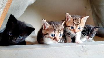 GERESERVEERD (ALLE 6) Super lieve kittens beschikbaar voor biedingen