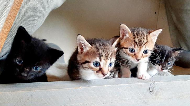 GERESERVEERD (ALLE 6) Super lieve kittens, Dieren en Toebehoren, Katten en Kittens | Raskatten | Korthaar, Meerdere dieren, Ontwormd