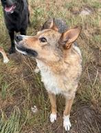 Chelsea medium teefje 8 jaar, Dieren en Toebehoren, Honden | Niet-rashonden, 6 jaar of ouder, Particulier, Rabiës (hondsdolheid)