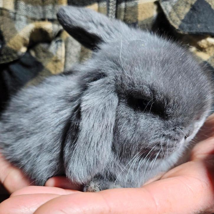 Raszuivere MiniLop hangoor konijntjes met stamboom, Dieren en Toebehoren, Konijnen, Dwerg, Meerdere dieren, Hangoor