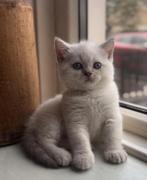 Prachtige Brits Britse korthaar kittens❤️ 🩶🤍, Dieren en Toebehoren, Katten en Kittens | Raskatten | Korthaar, Meerdere dieren
