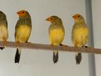 Pastel binsenastrilde - Neochmia ruficauda, Dieren en Toebehoren, Meerdere dieren, Tropenvogel, Geringd