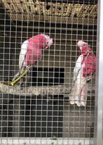 Koppel rose kakatoes handtam papagaai, Meerdere dieren, Papegaai, Geringd