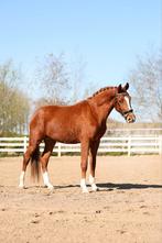 Fijne 3-jarige ruin zoekt sportief huisje, Dieren en Toebehoren, Paarden, Gechipt, Ruin, Dressuurpaard, Zadelmak
