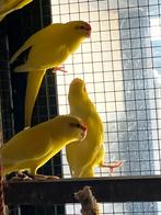 4 Jonge gele Kakariki s, Meerdere dieren, Parkiet, Geringd