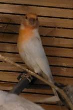 Roodmussen Opaal man, Dieren en Toebehoren, Meerdere dieren, Kleurkanarie