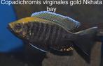 Copadichromis Viginales gold ( eigen foto’s ), Dieren en Toebehoren, Vissen | Aquariumvissen, Vis