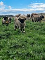 Walliser schwarznase ooi te koop!!!, Dieren en Toebehoren, Vrouwelijk, Schaap, 0 tot 2 jaar