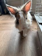 Konijn mannetje 1 jaar oud, Dieren en Toebehoren, Mannelijk, 0 tot 2 jaar