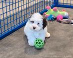 Kennel de Hoeve voor maltipoo en andere langharige puppy's, Parvo, Nederland, Overige rassen, 8 tot 15 weken