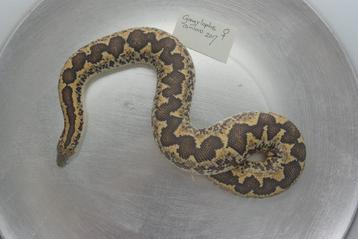1-1 Gongylophis conicus NK beschikbaar voor biedingen