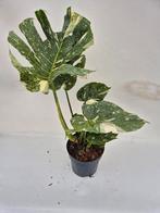 Monstera Thai Constellation - Zeldzame kamerplant, Overige soorten, In pot, Minder dan 100 cm, Groene kamerplant