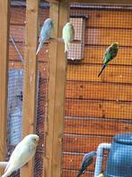 Grasparkieten, Dieren en Toebehoren, Vogels | Overige Vogels, Meerdere dieren