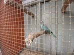 Halsbandparkiet, Dieren en Toebehoren, Vogels | Parkieten en Papegaaien, Geslacht onbekend, Parkiet