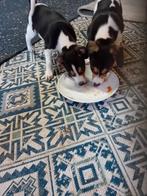 Boerenfox pups (raszuiver), Overige rassen, CDV (hondenziekte), 8 tot 15 weken, Meerdere