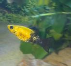 GEZOCHT! Deze soort molly, Dieren en Toebehoren, Vissen | Aquariumvissen, Vis
