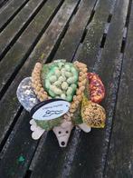 Egel.met vogel voer, Petra, Nieuw, Ophalen of Verzenden, Lapis.rosa@hotmail.com